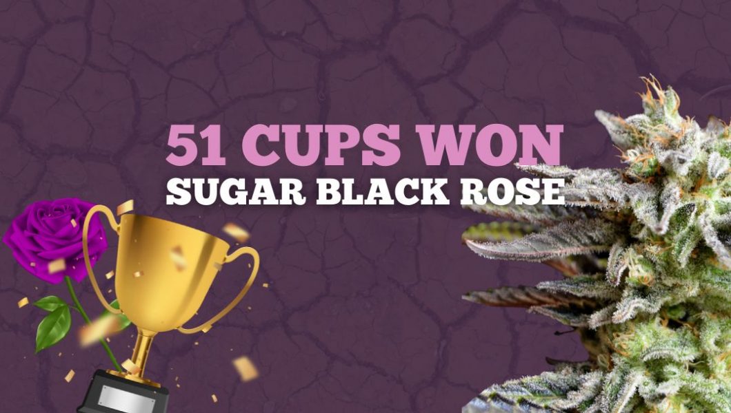 Sugar Black Rose