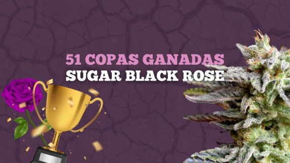 Sugar Black Rose