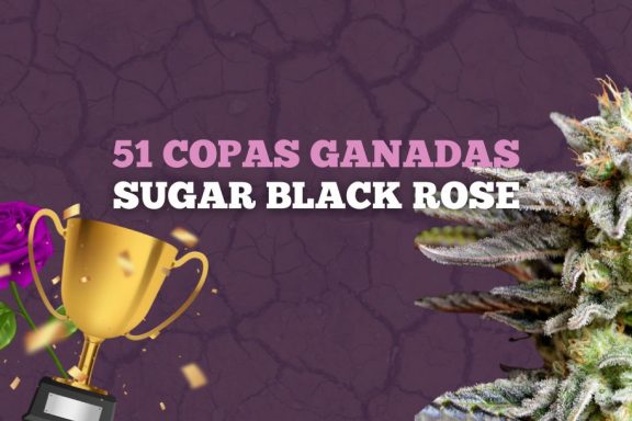 Sugar Black Rose